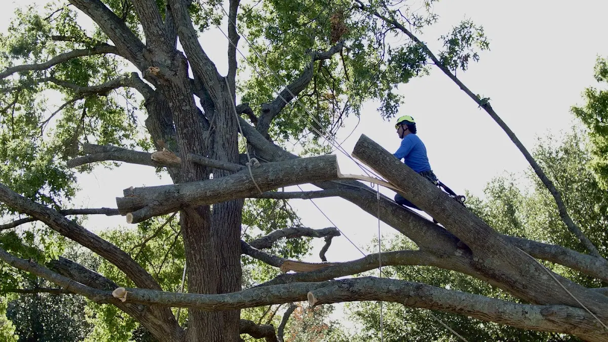 Professional Crown Thinning performed by certified arborists in Homeland